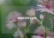 快刷抖音快手业务