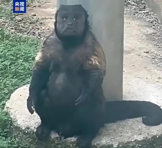合肥通报：网红方脸猴“大壮”因病死亡