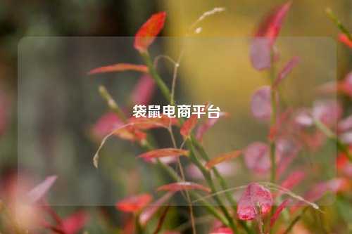袋鼠电商平台  第1张